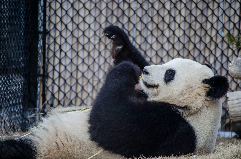Top 10 Fascinating Facts About The Panda