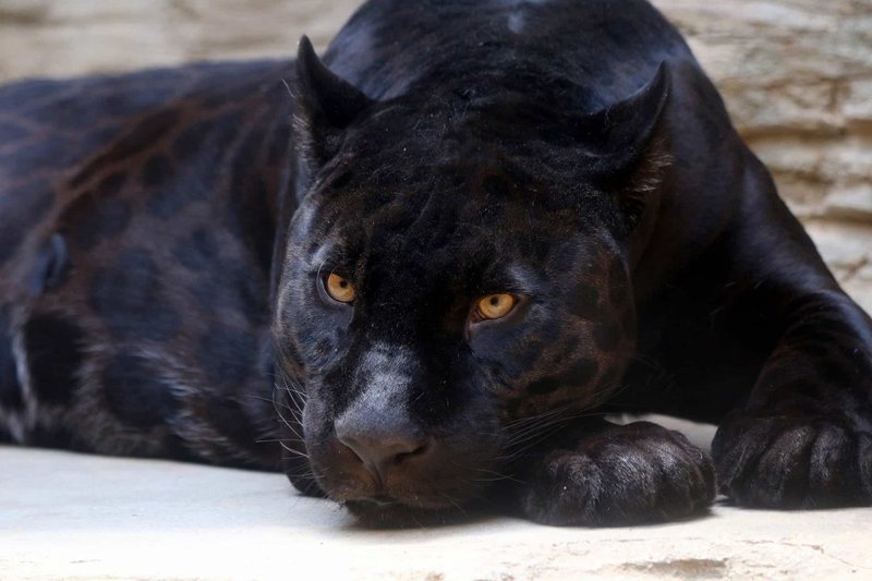 Top 10 Fascinating Facts About The Panther