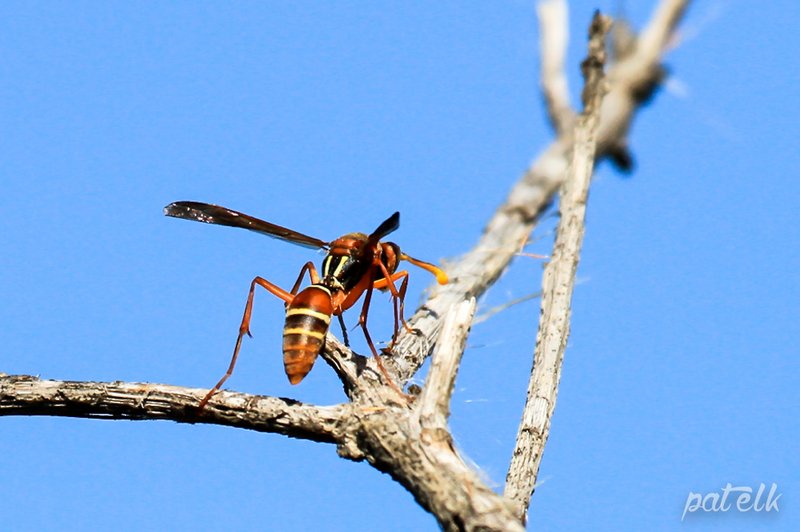 Top 10 Fascinating Facts About The Paper Wasp