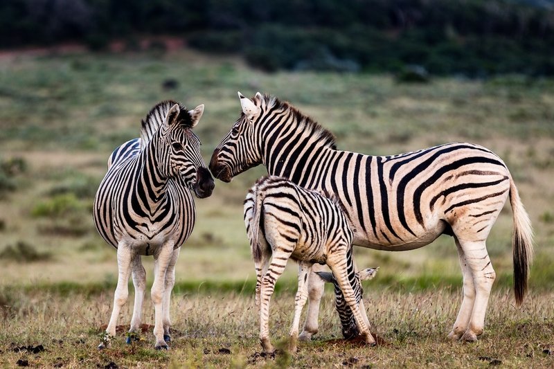 Top 10 Fascinating Facts About The Plains Zebra