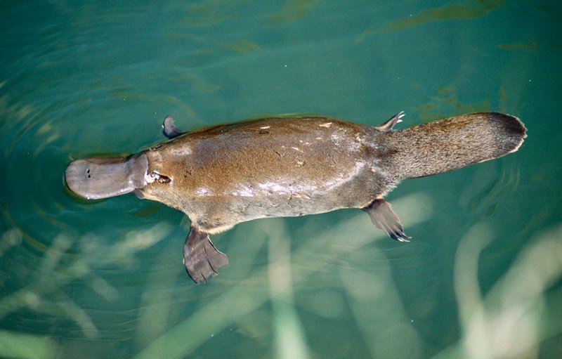 Top 10 Fascinating Facts About The Platypus
