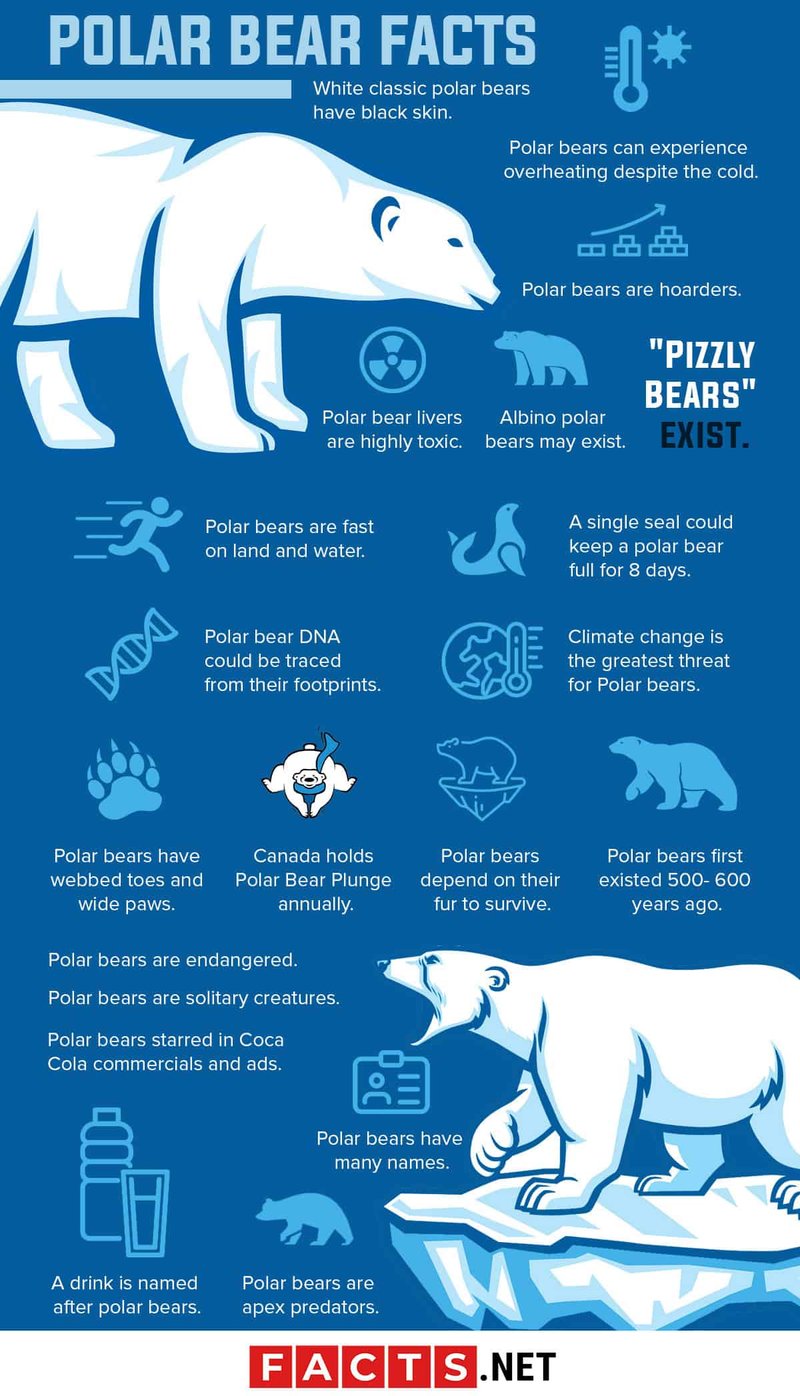 Top 10 Fascinating Facts About The Polar Bear