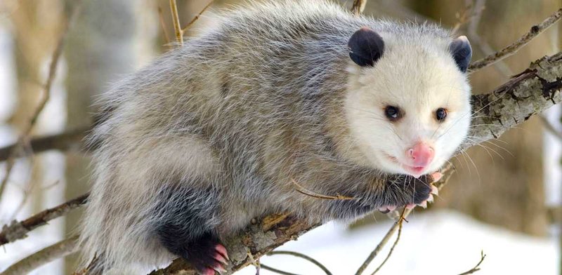 Top 10 Fascinating Facts About The Possum