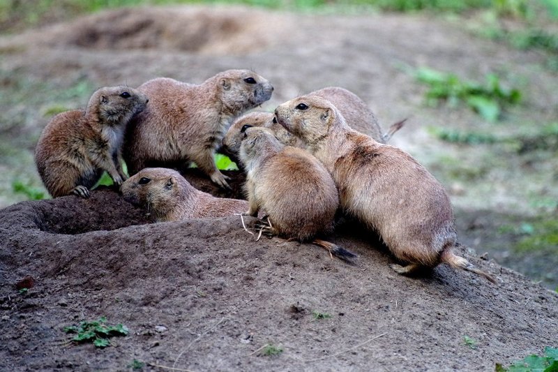 Top 10 Fascinating Facts About The Prairie Dog