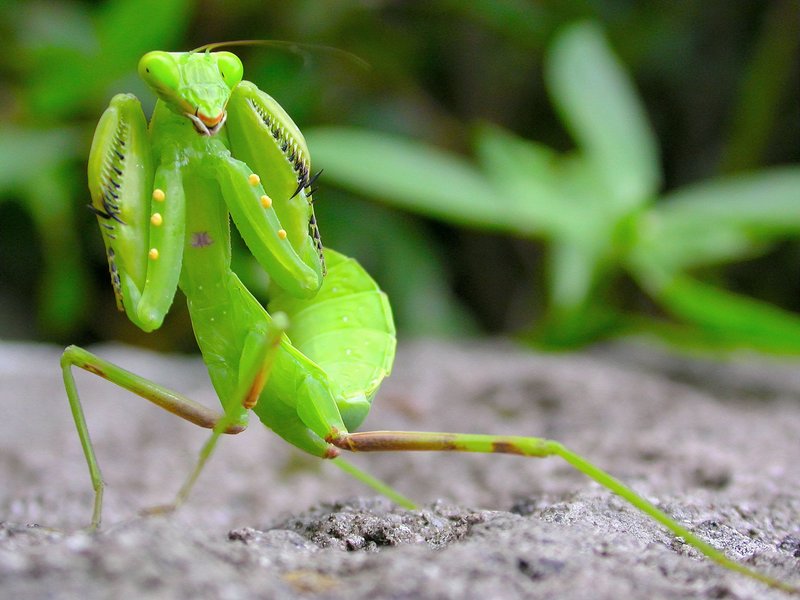 Top 10 Fascinating Facts About The Praying Mantis