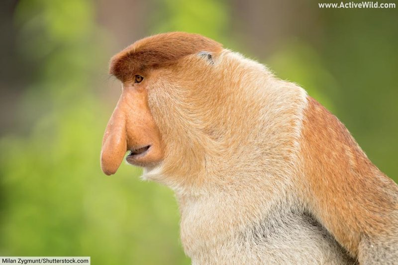 Top 10 Fascinating Facts About The Proboscis Monkey