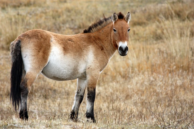 Top 10 Fascinating Facts About The Przewalski’S Horse