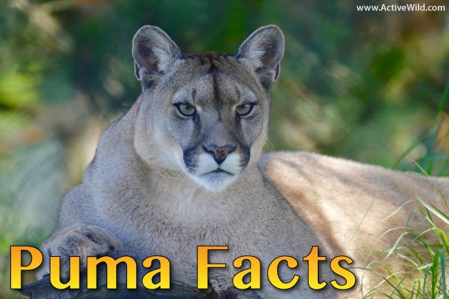 Top 10 Fascinating Facts About The Puma