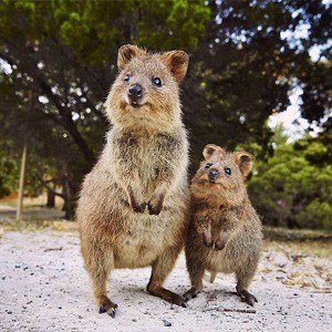 Top 10 Fascinating Facts About The Quokka