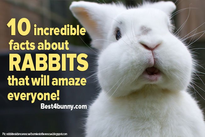 Top 10 Fascinating Facts About The Rabbit