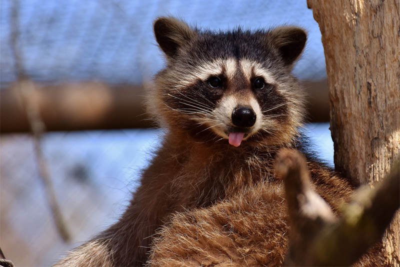 Top 10 Fascinating Facts About The Raccoon