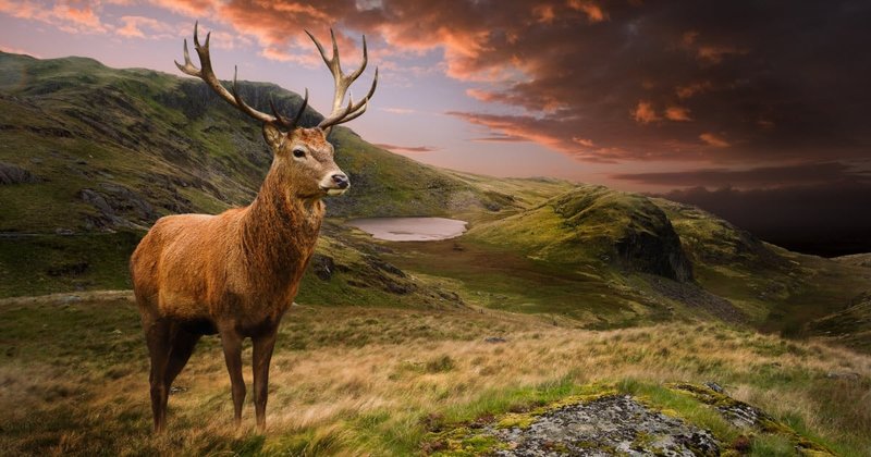 Top 10 Fascinating Facts About The Red Deer