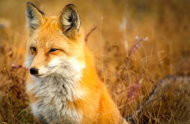 Top 10 Fascinating Facts About The Red Fox