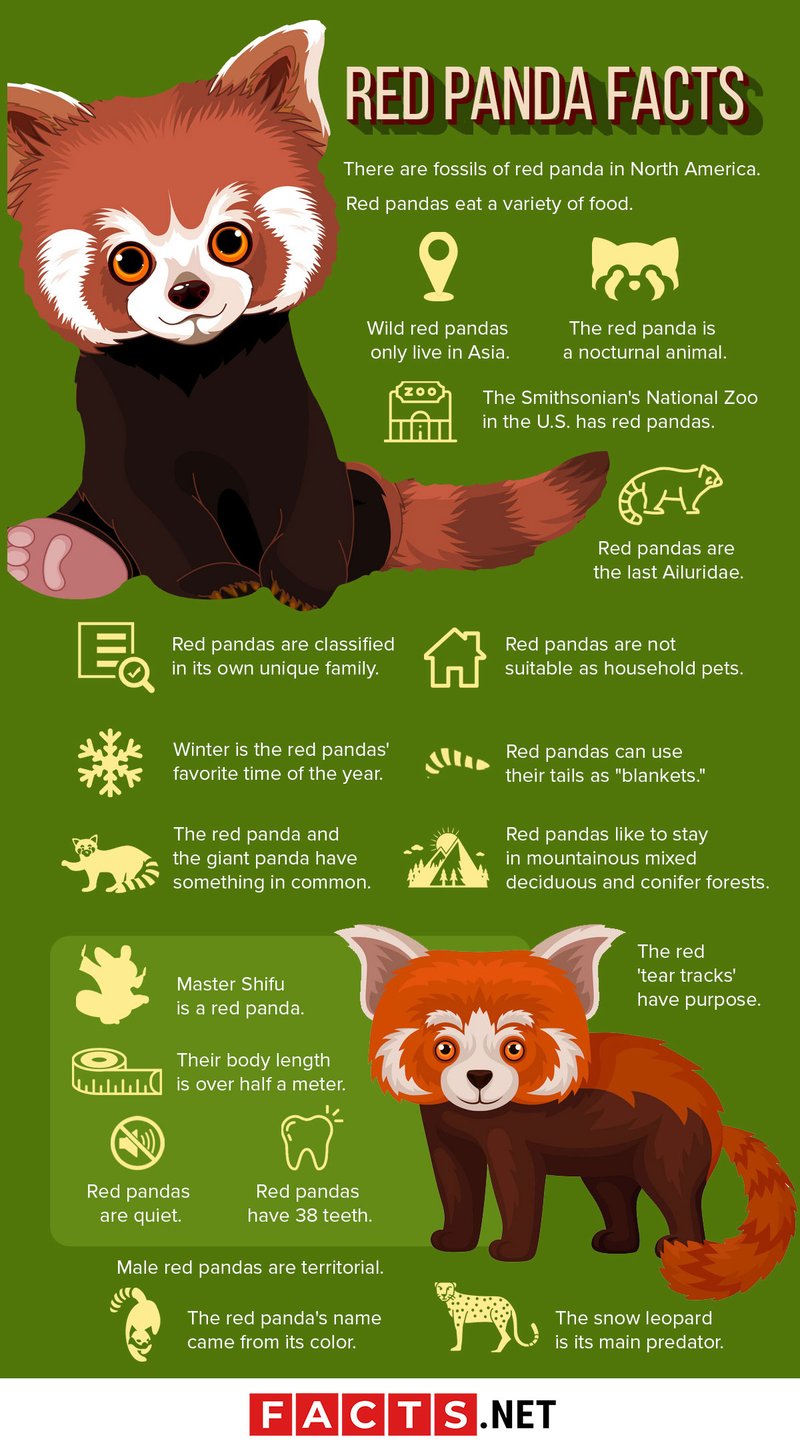 Top 10 Fascinating Facts About The Red Panda