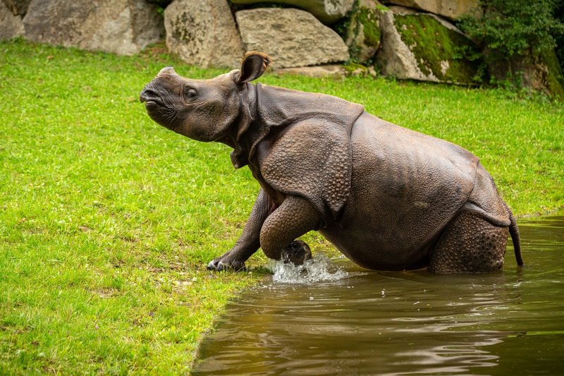 Top 10 Fascinating Facts About The Rhinoceros