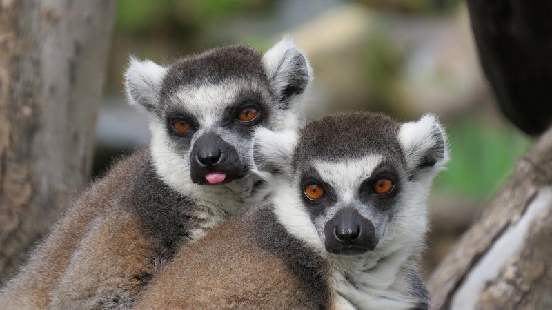 Top 10 Fascinating Facts About The Ring-Tailed Lemur