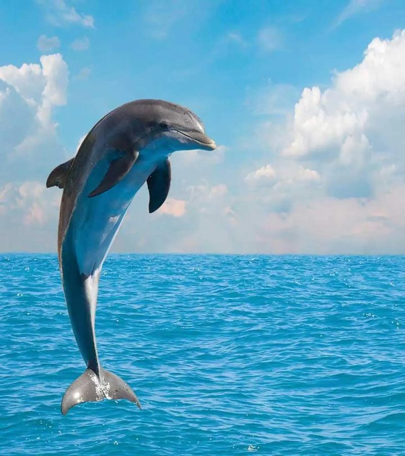 Top 10 Fascinating Facts About The River Dolphin