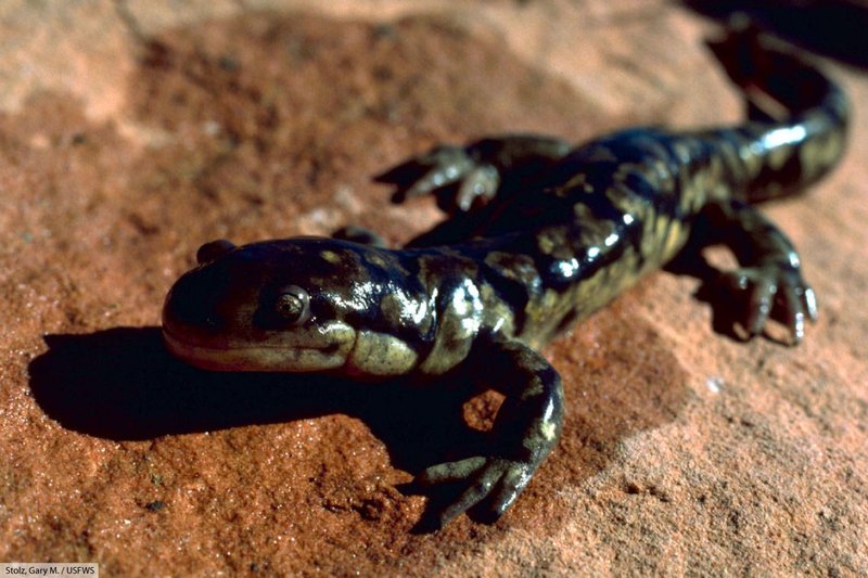 Top 10 Fascinating Facts About The Salamander