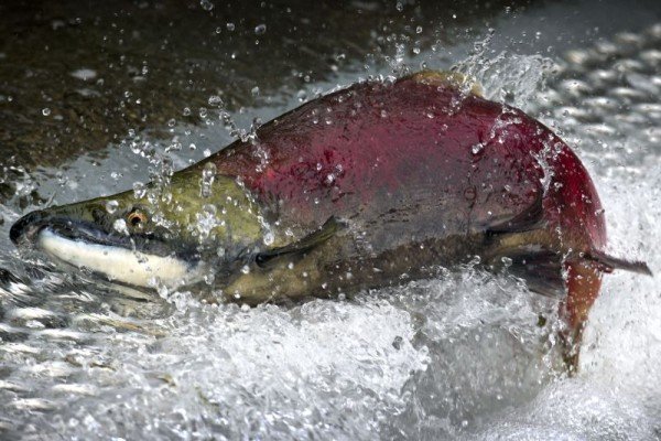 Top 10 Fascinating Facts About The Salmon