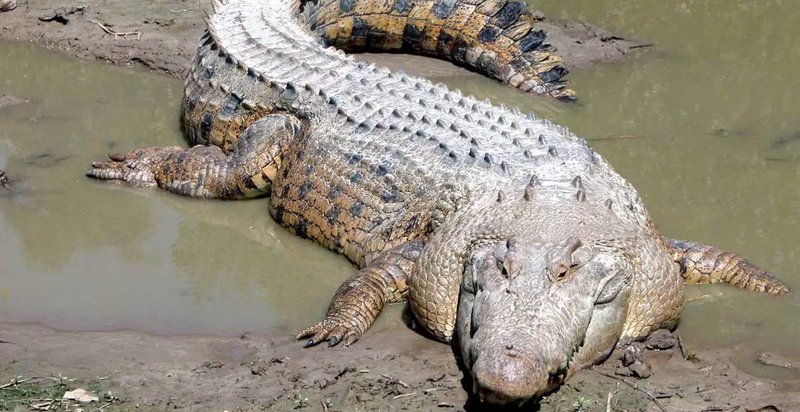 Top 10 Fascinating Facts About The Saltwater Crocodile