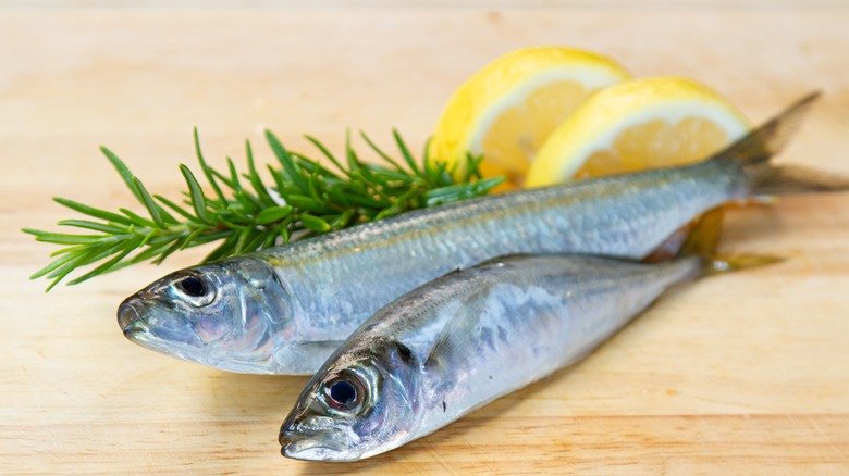 Top 10 Fascinating Facts About The Sardine