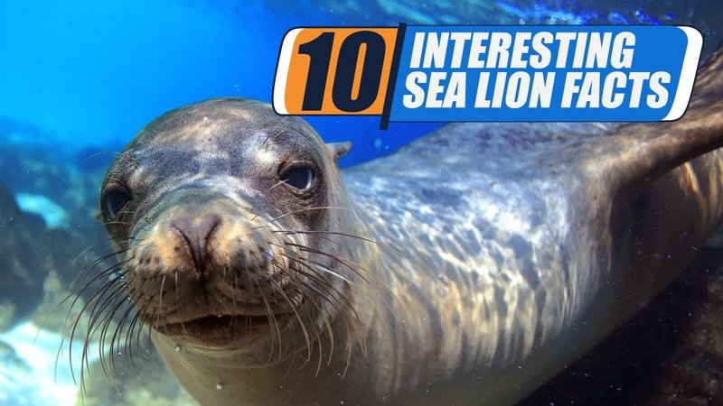 Top 10 Fascinating Facts About The Sea Lion