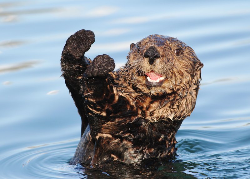 Top 10 Fascinating Facts About The Sea Otter