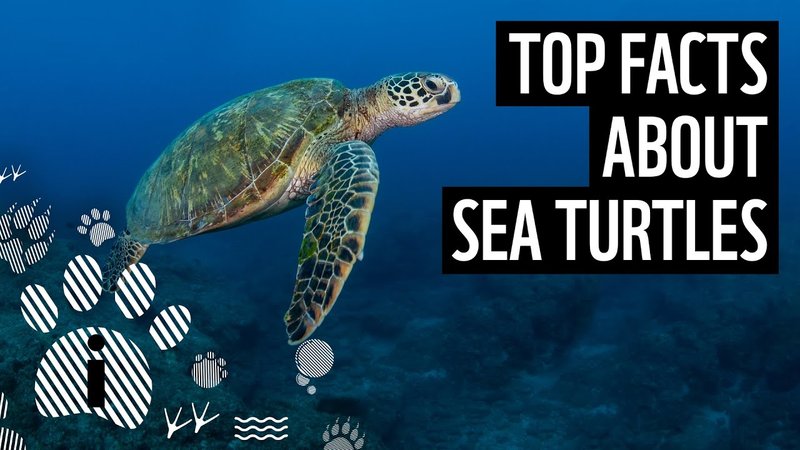 Top 10 Fascinating Facts About The Sea Turtle