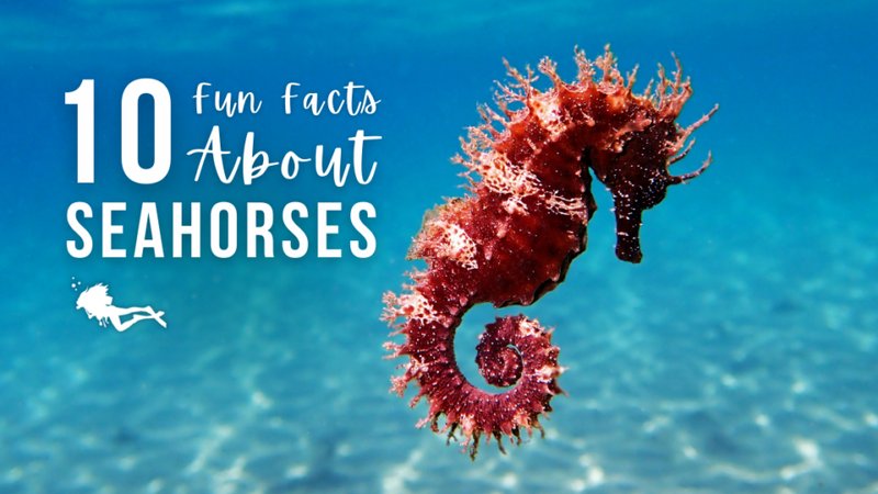 Top 10 Fascinating Facts About The Seahorse