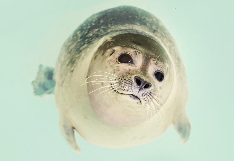 Top 10 Fascinating Facts About The Seal