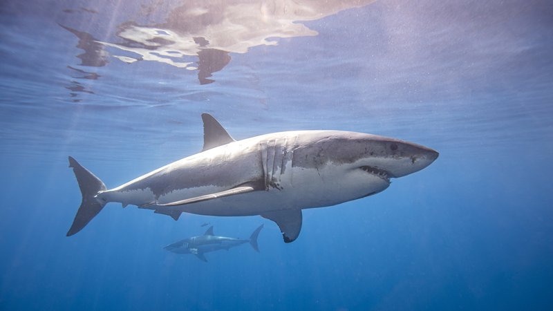 Top 10 Fascinating Facts About The Shark