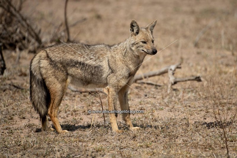 Top 10 Fascinating Facts About The Side-Striped Jackal