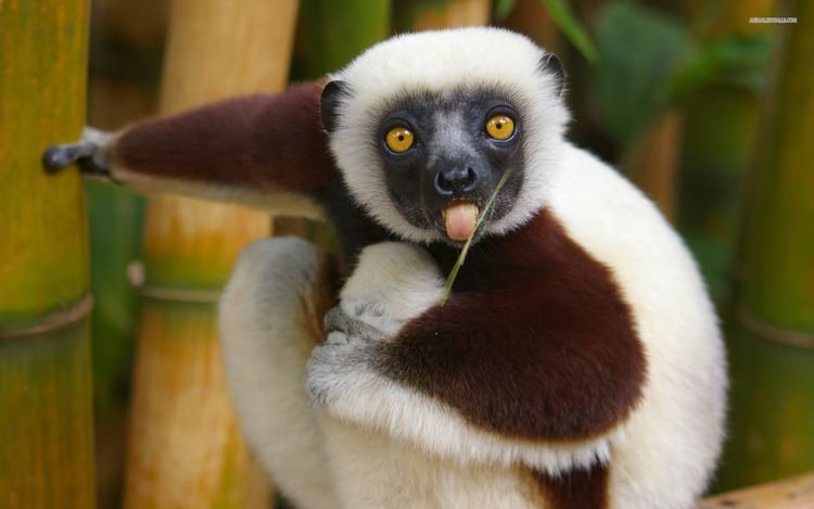 Top 10 Fascinating Facts About The Sifaka
