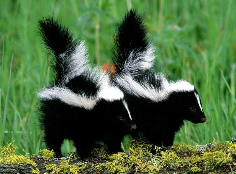 Top 10 Fascinating Facts About The Skunk