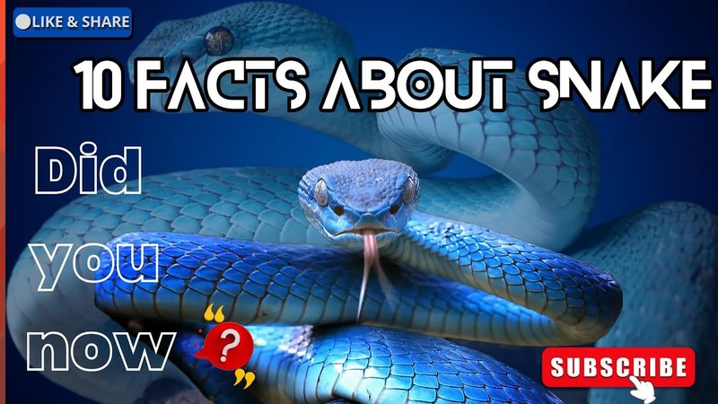 Top 10 Fascinating Facts About The Snake