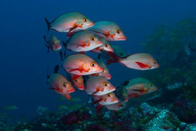 Top 10 Fascinating Facts About The Snapper
