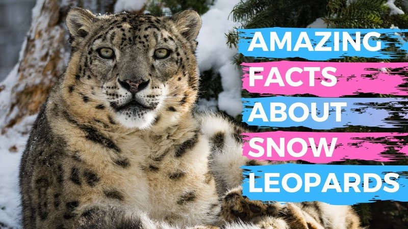 Top 10 Fascinating Facts About The Snow Leopard