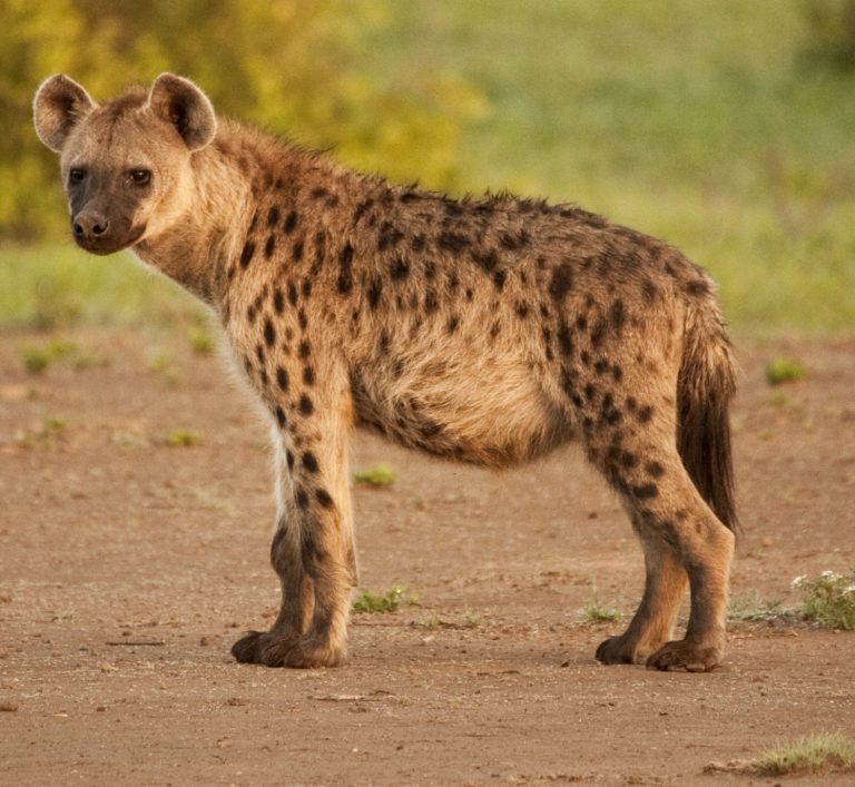 Top 10 Fascinating Facts About The Spotted Hyena