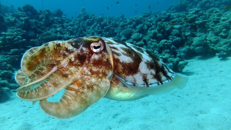 Top 10 Fascinating Facts About The Squid