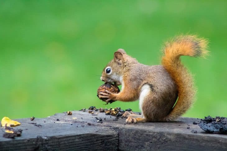 Top 10 Fascinating Facts About The Squirrel