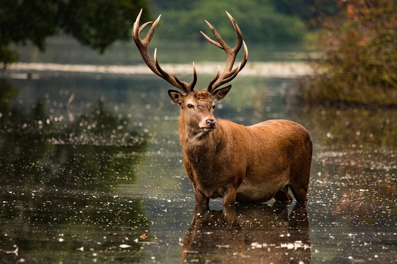 Top 10 Fascinating Facts About The Stag