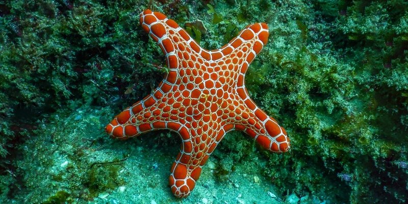 Top 10 Fascinating Facts About The Starfish