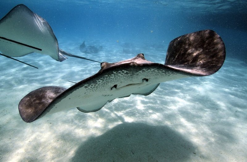 Top 10 Fascinating Facts About The Stingray