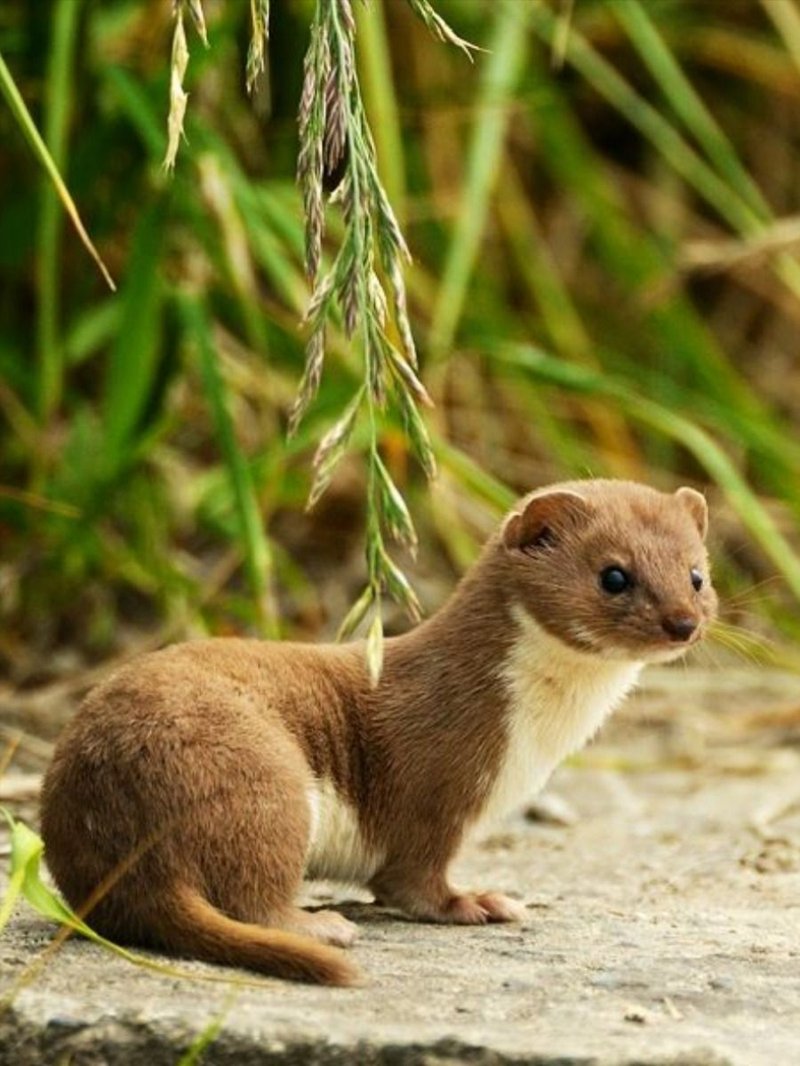 Top 10 Fascinating Facts About The Stoat