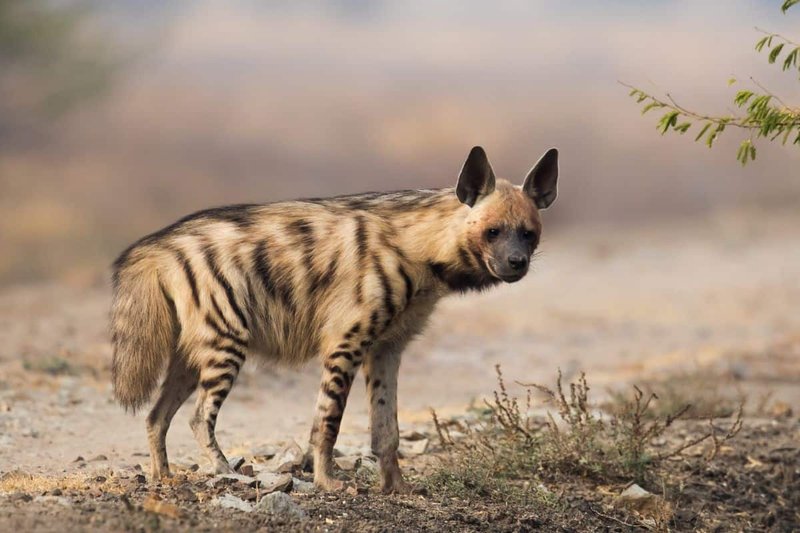Top 10 Fascinating Facts About The Striped Hyena