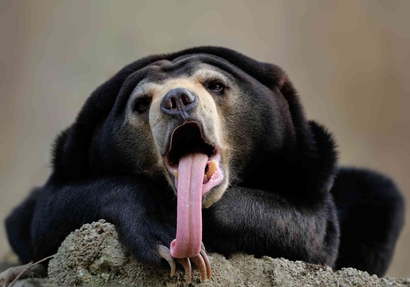 Top 10 Fascinating Facts About The Sun Bear