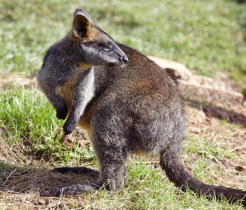 Top 10 Fascinating Facts About The Swamp Wallaby