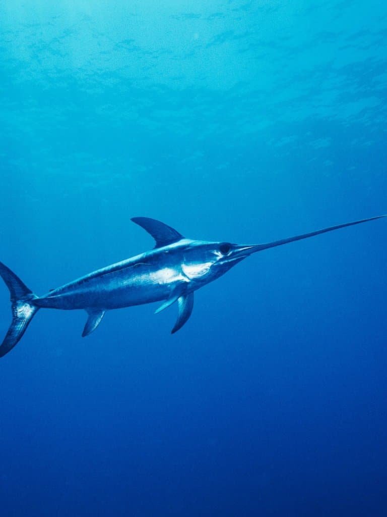 Top 10 Fascinating Facts About The Swordfish