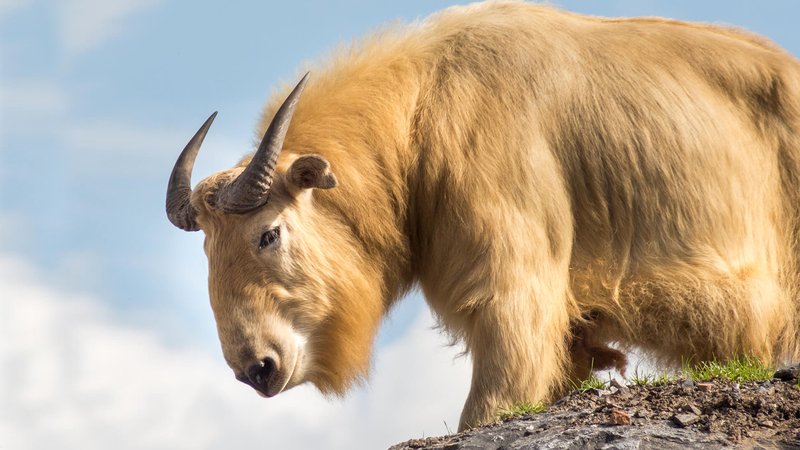 Top 10 Fascinating Facts About The Takin
