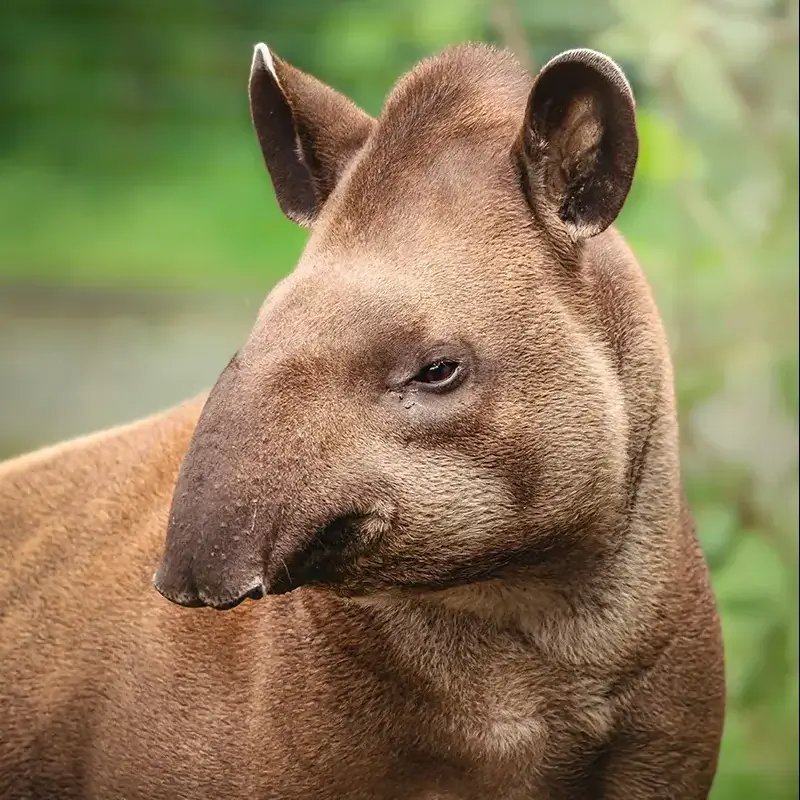 Top 10 Fascinating Facts About The Tapir